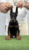 Photo №1. dobermann - for sale in the city of Bačka Topola | negotiated | Announcement № 116129