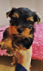 Photo №1. yorkshire terrier - for sale in the city of Mariupol | negotiated | Announcement № 9348