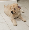 Photo №2 to announcement № 54924 for the sale of golden retriever - buy in Belarus private announcement, from nursery