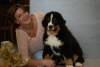 Photo №4. I will sell bernese mountain dog in the city of Minsk. from nursery, breeder - price - 1419$
