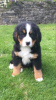 Photo №1. bernese mountain dog - for sale in the city of Maasvlakte | negotiated | Announcement № 119965