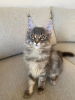Photo №4. I will sell maine coon in the city of Riga. private announcement - price - 1162$