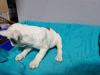 Additional photos: French bulldog puppies for sale