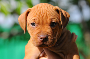 Photo №2 to announcement № 6908 for the sale of american pit bull terrier - buy in Ukraine private announcement