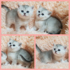 Photo №3. Chinchilla kittens, Scottish.. Belarus