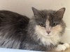 Additional photos: Tricolor cat Luna is looking for a family!