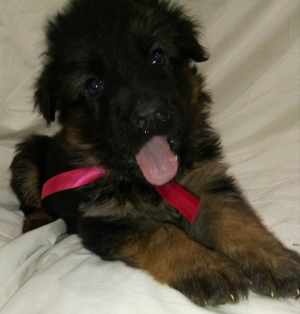 Additional photos: D / w puppies of black and black color