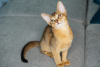 Photo №4. I will sell abyssinian cat in the city of Borisov. breeder - price - 786$