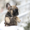 Additional photos: Beautiful French VIP bulldog puppy Merle white beige