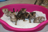 Additional photos: Lovely Pedigree Bengal kittens for Adoption now