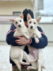 Photo №1. non-pedigree dogs - for sale in the city of Москва | Is free | Announcement № 91586