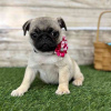 Photo №1. pug - for sale in the city of Афины | 264$ | Announcement № 98640