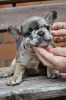 Photo №3. French bulldog puppies. Belarus