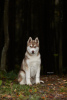 Photo №1. siberian husky - for sale in the city of St. Petersburg | 940$ | Announcement № 8694