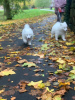 Photo №1. samoyed dog - for sale in the city of Vilnius | 370$ | Announcement № 36082