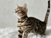 Additional photos: Gorgeous Bengal boy for breeding