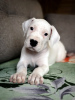 Photo №4. I will sell dogo argentino in the city of Москва. breeder - price - 476$