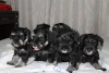 Photo №3. Miniature Schnauzer puppies. Russian Federation