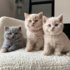 Photo №1. british shorthair - for sale in the city of Helsinki | negotiated | Announcement № 118714