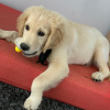 Photo №1. golden retriever - for sale in the city of Prague | 317$ | Announcement № 77734