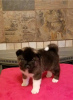 Photo №2 to announcement № 10980 for the sale of akita - buy in Gambia breeder