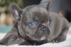 Photo №3. French bulldog puppies for sale.. Germany