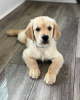 Photo №3. Healthy cute adorable and socialized Golden retriever puppies. Germany