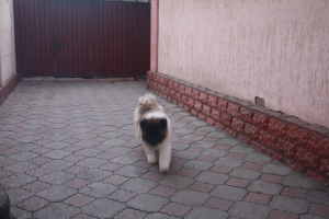 Additional photos: american akita longhaired girl and boy