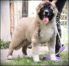 Photo №4. I will sell caucasian shepherd dog in the city of Zemun. breeder - price - negotiated