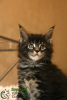 Photo №2 to announcement № 19506 for the sale of maine coon - buy in Russian Federation private announcement, from nursery, breeder