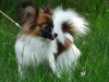 Photo №4. I will sell papillon dog in the city of Saratov. from nursery - price - Is free