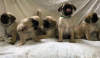 Photo №1. pug - for sale in the city of Gelendzhik | 606$ | Announcement № 10728