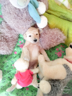 Photo №4. I will sell poodle (royal) in the city of Kazan. private announcement - price - 373$