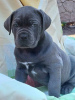 Photo №2 to announcement № 123030 for the sale of cane corso - buy in United States private announcement