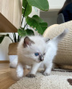 Photo №1. ragdoll - for sale in the city of Гамбург | 300$ | Announcement № 101795