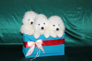 Photo №1. samoyed dog - for sale in the city of Tyumen | 262$ | Announcement № 6210