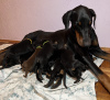 Photo №2 to announcement № 66728 for the sale of non-pedigree dogs - buy in Serbia breeder