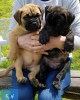 Photo №1. bullmastiff - for sale in the city of London Borough of Ealing | 528$ | Announcement № 111714