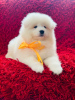 Photo №4. I will sell samoyed dog in the city of Москва.  - price - negotiated