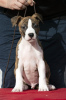 Photo №3. American Staffordshire Terrier puppies of international origin. Serbia