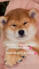 Photo №4. I will sell shiba inu in the city of Химки. from nursery - price - 1092$