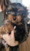 Photo №2 to announcement № 119356 for the sale of yorkshire terrier - buy in Germany private announcement