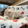 Photo №2 to announcement № 111760 for the sale of english bulldog - buy in Czech Republic private announcement