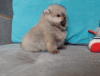 Photo №1. pomeranian - for sale in the city of Kiev | 317$ | Announcement № 94139