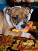 Photo №4. I will sell staffordshire bull terrier in the city of Vuillafans. breeder - price - 1691$