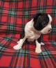 Photo №4. I will sell boston terrier in the city of Chelyabinsk. private announcement - price - 1082$