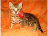 Photo №1. bengal cat - for sale in the city of Флорида Сити | 1000$ | Announcement № 50408