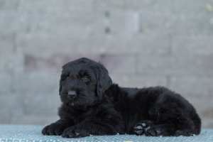 Photo №4. I will sell black russian terrier in the city of Gomel. from nursery - price - negotiated