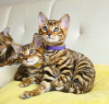 Photo №1. toyger - for sale in the city of Турате | 485$ | Announcement № 15650