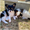 Photo №1. papillon dog - for sale in the city of Borås | negotiated | Announcement № 55329